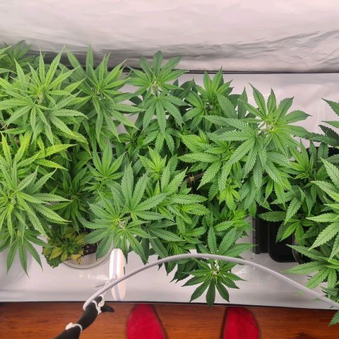 Dance World growlog timeline photo