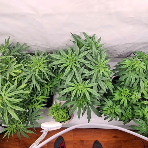 Dance World growlog timeline photo