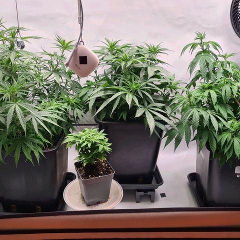 Dance World growlog timeline photo