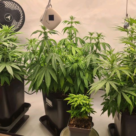 Dance World growlog timeline photo