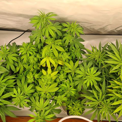 Dance World growlog timeline photo