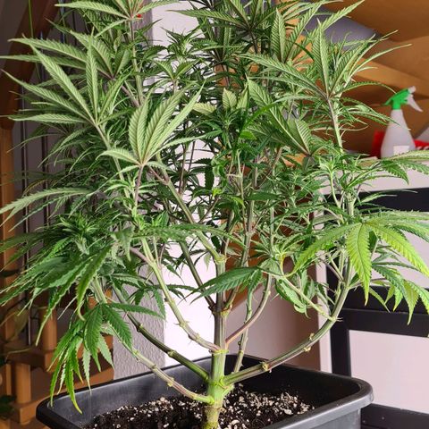 Dance World growlog timeline photo