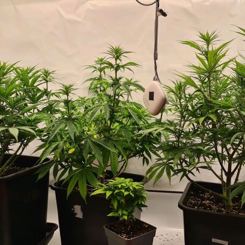 Dance World growlog timeline photo
