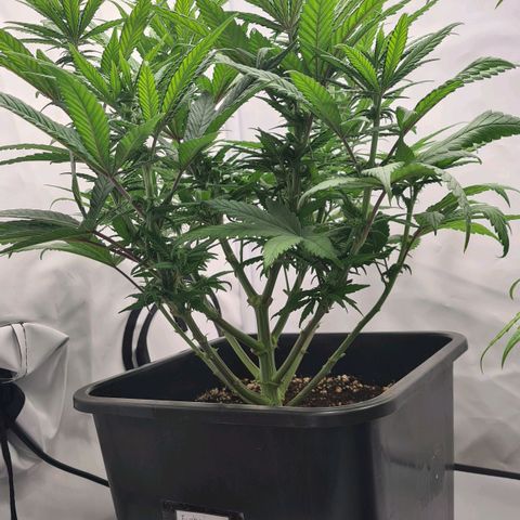 Euphoria #2 growlog timeline photo