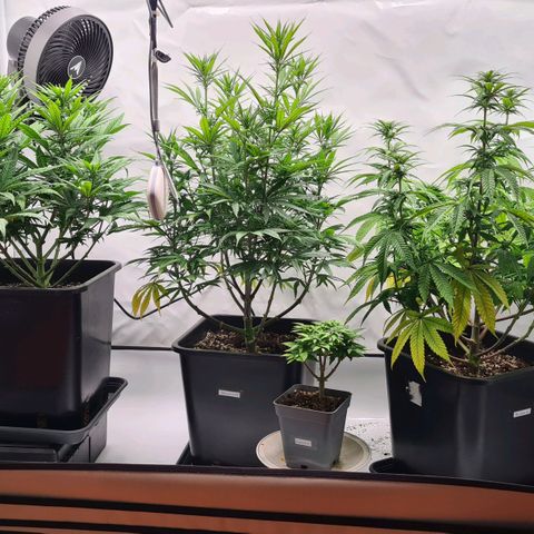 Dance World growlog timeline photo