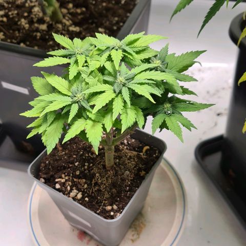 Euphoria growlog timeline photo