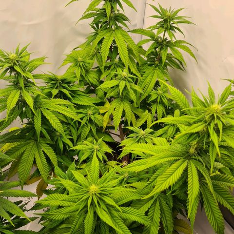 Painkiller XL growlog timeline photo