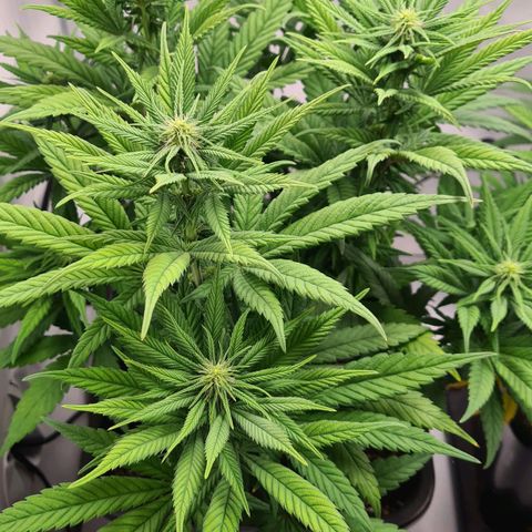Euphoria #2 growlog timeline photo