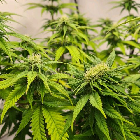 Painkiller XL growlog timeline photo