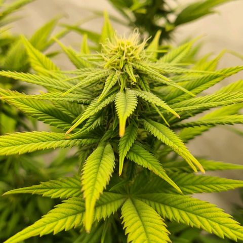 Euphoria #2 growlog timeline photo