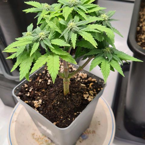Euphoria growlog timeline photo