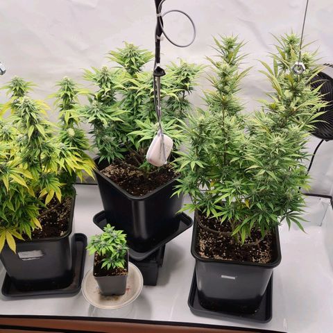 Dance World growlog timeline photo