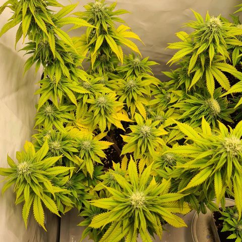 Painkiller XL growlog photo: Starke Gelbfärbung der Blätter
