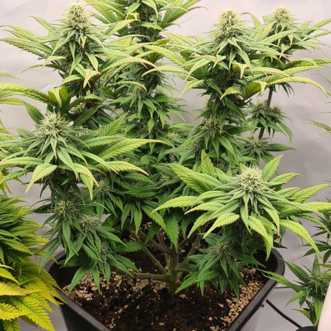 Euphoria #2 growlog timeline photo