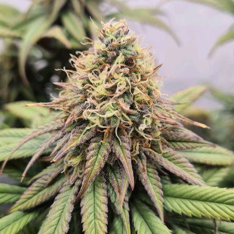 Euphoria #2 growlog timeline photo