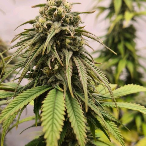 Painkiller XL growlog timeline photo