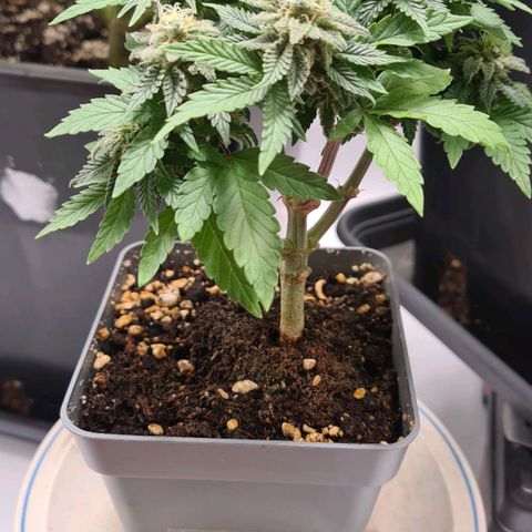 Euphoria growlog timeline photo