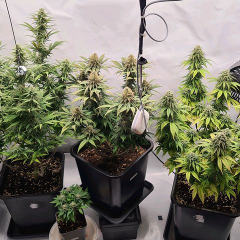 Dance World growlog timeline photo