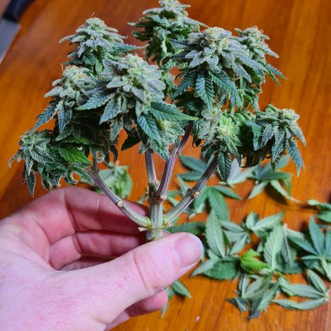 Euphoria growlog timeline photo