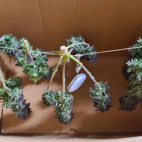 Euphoria growlog timeline photo