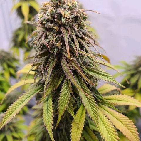 Painkiller XL growlog timeline photo
