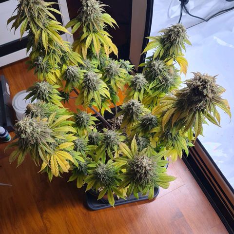Painkiller XL growlog timeline photo