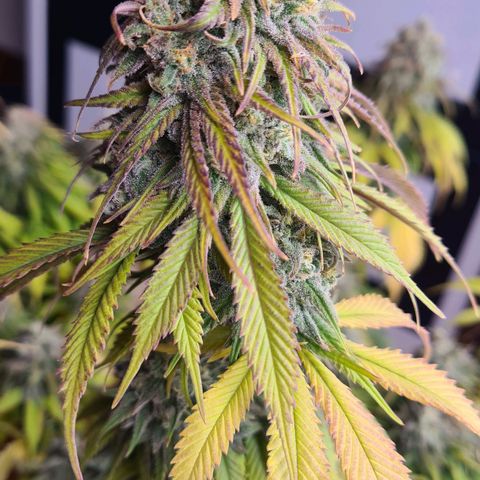 Painkiller XL growlog timeline photo