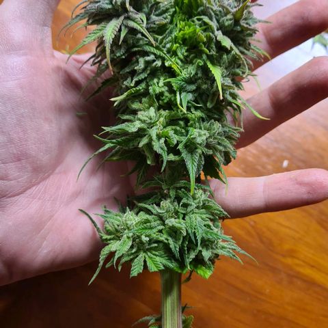 Painkiller XL growlog timeline photo