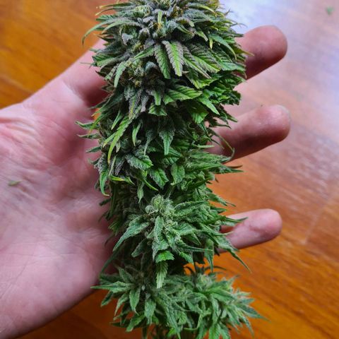 Painkiller XL growlog timeline photo