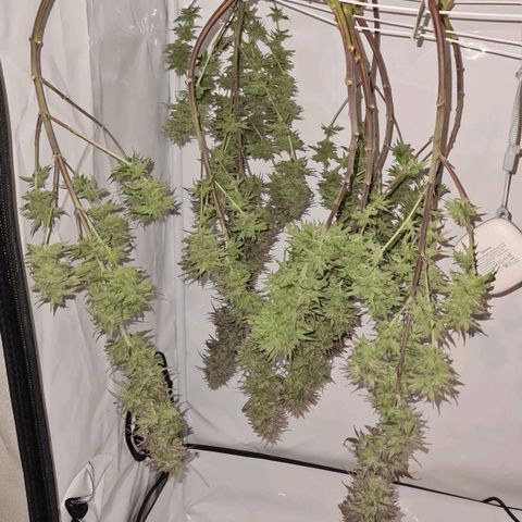 Dance World growlog timeline photo