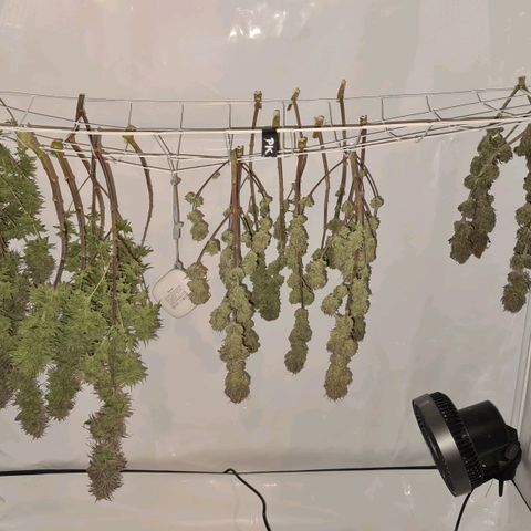 Dance World growlog timeline photo