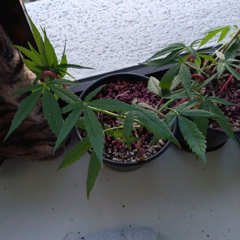 4x PRENSEEDS/ 2x Moby J growlog timeline photo