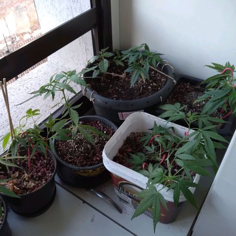 4x PRENSEEDS/ 2x Moby J growlog timeline photo