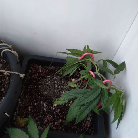 4x PRENSEEDS/ 2x Moby J growlog timeline photo