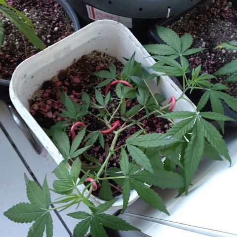 4x PRENSEEDS/ 2x Moby J growlog timeline photo