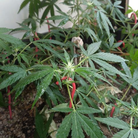 4x PRENSEEDS/ 2x Moby J growlog timeline photo