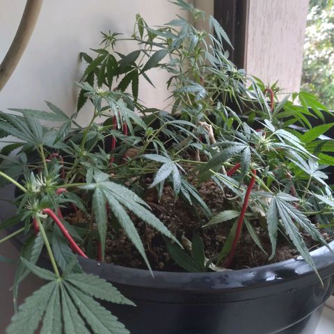 4x PRENSEEDS/ 2x Moby J growlog timeline photo