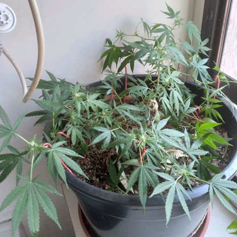 4x PRENSEEDS/ 2x Moby J growlog timeline photo