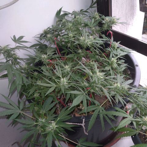 4x PRENSEEDS/ 2x Moby J growlog timeline photo