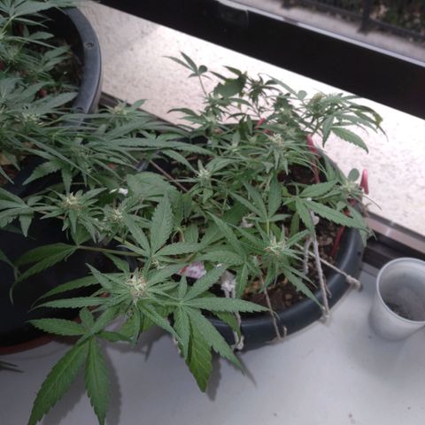 4x PRENSEEDS/ 2x Moby J growlog timeline photo
