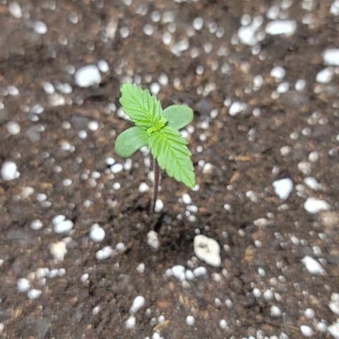Unknown strain growlog timeline photo