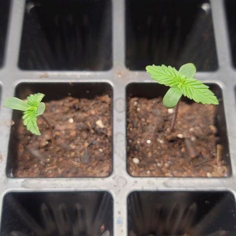 Unknown strain growlog timeline photo