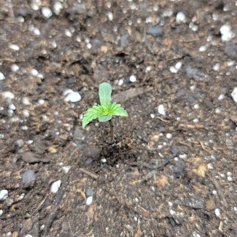 Unknown strain growlog timeline photo