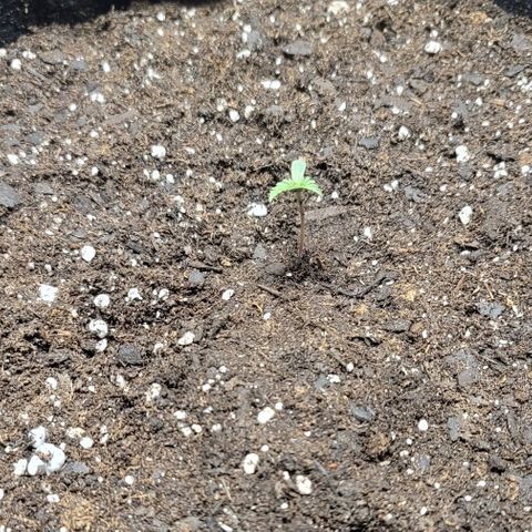 Unknown strain growlog timeline photo