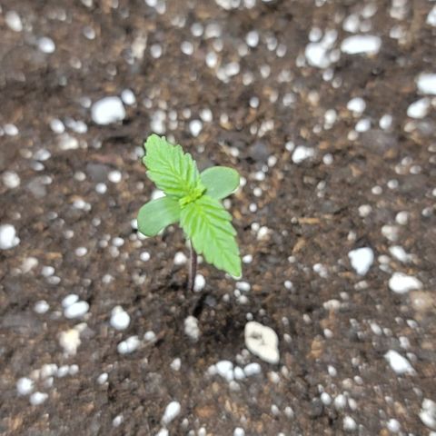 Unknown strain growlog timeline photo