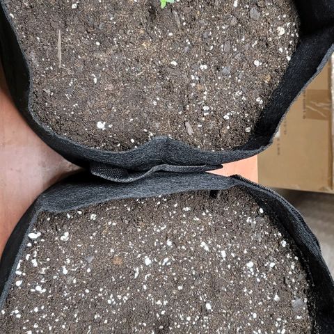 Unknown strain growlog timeline photo