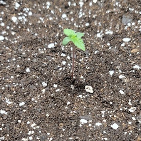 Unknown strain growlog timeline photo