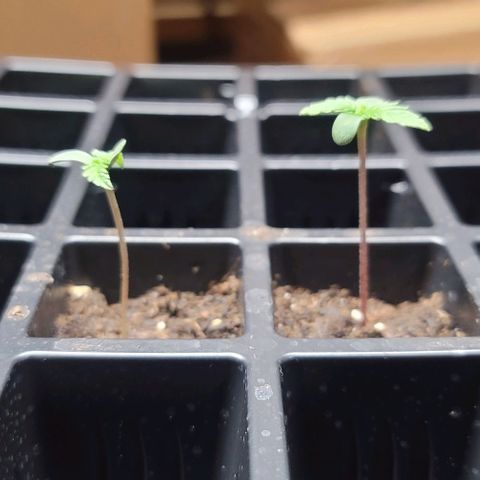 Unknown strain growlog timeline photo