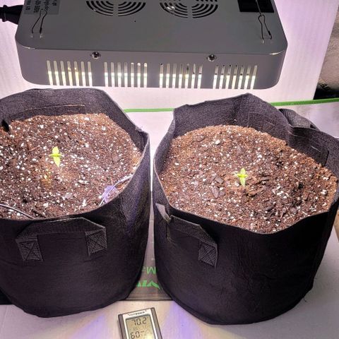Unknown strain growlog timeline photo