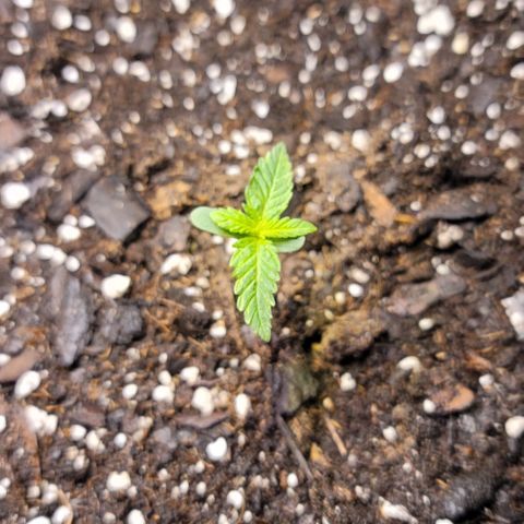 Unknown strain growlog timeline photo